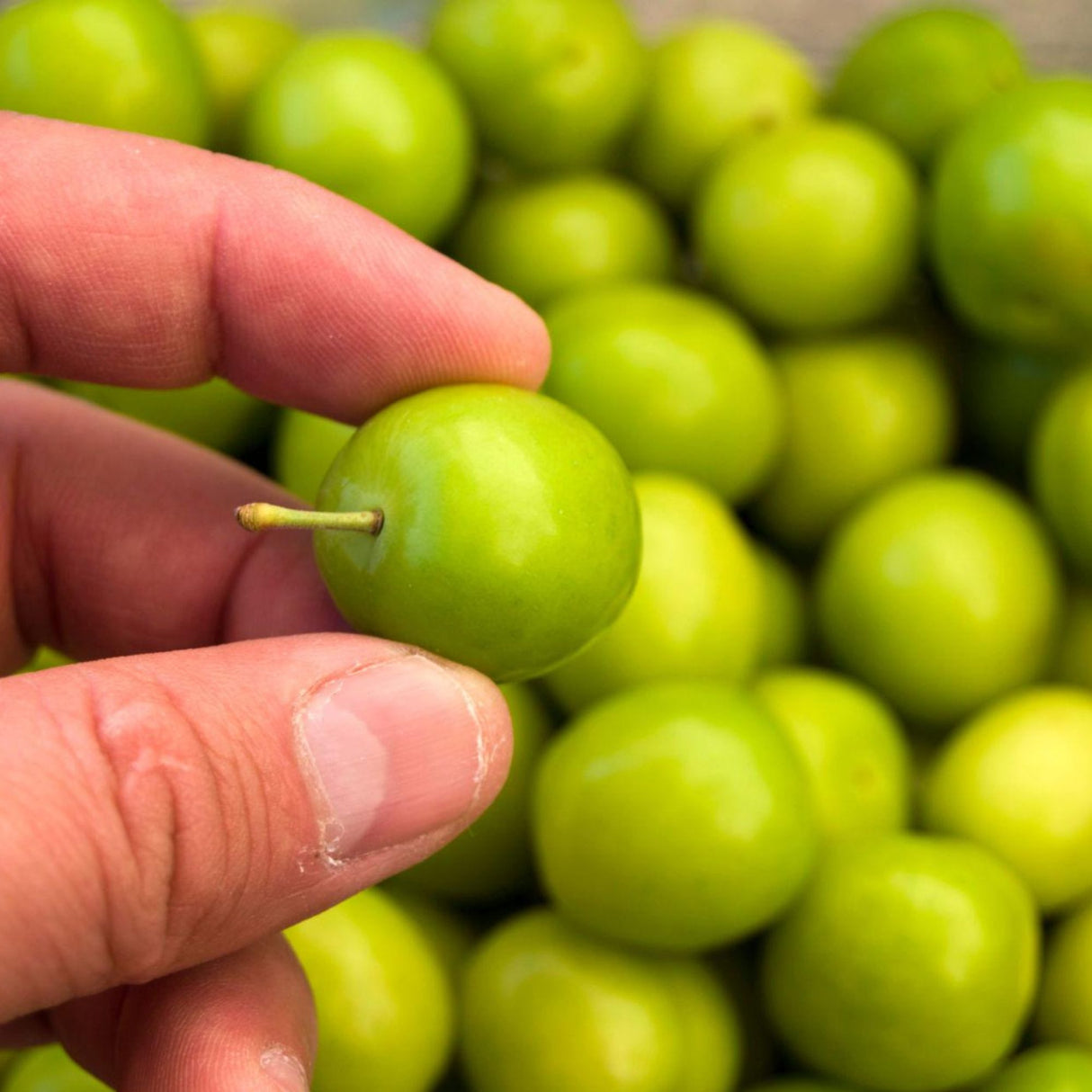 Green Sour Plums (Fresh Seasonal, Ships Nationwide)