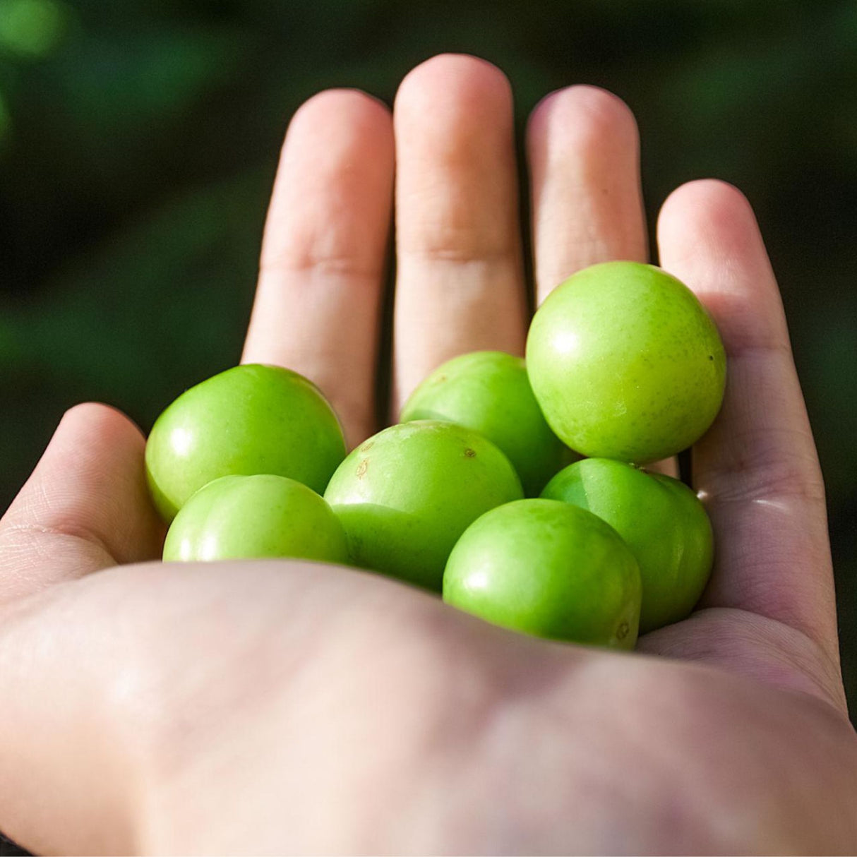 Green Sour Plums (Fresh Seasonal, Ships Nationwide)