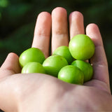 Green Sour Plums (Fresh Seasonal, Ships Nationwide)